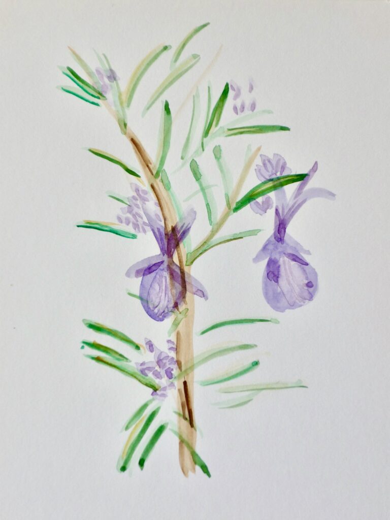 Watercolour painting of a branch of rosemary in bloom by Sophie Huijts