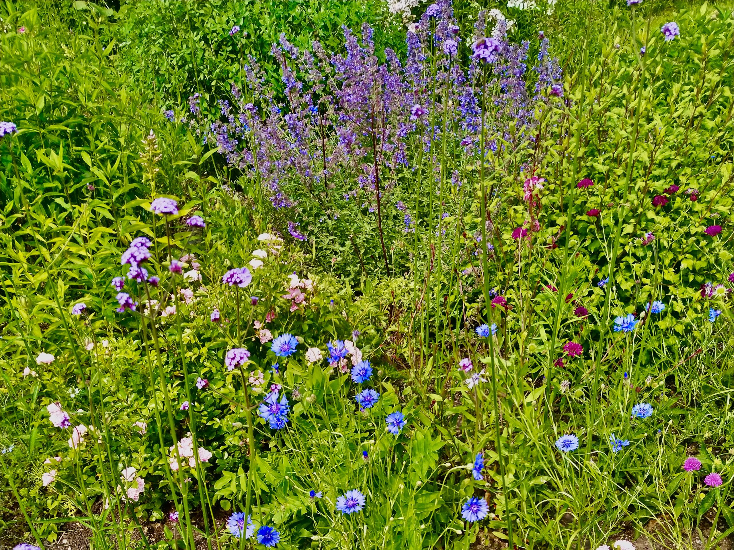 Wild flowers in the Hortus in Nijmegen, including verbena and cornflowers, photo by Sophie Huijts